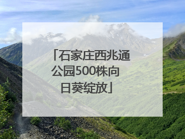 石家庄西兆通公园500株向日葵绽放