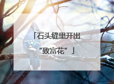 石头缝里开出“致富花”