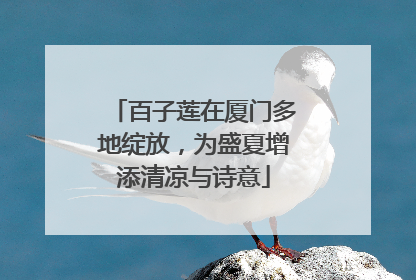 百子莲在厦门多地绽放，为盛夏增添清凉与诗意