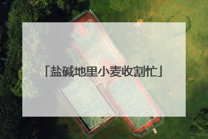 盐碱地里小麦收割忙