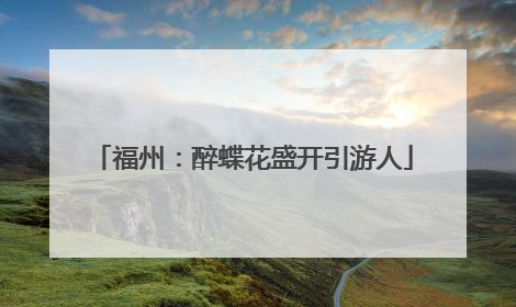 福州：醉蝶花盛开引游人