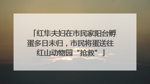 红隼夫妇在市民家阳台孵蛋多日未归，市民将蛋送往红山动物园“抢救”