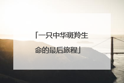 一只中华斑羚生命的最后旅程