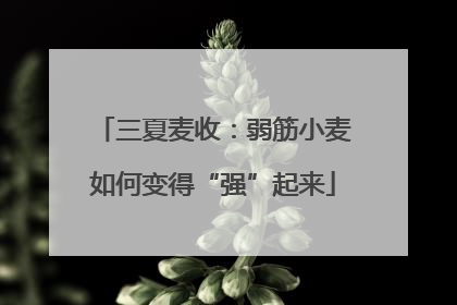 三夏麦收：弱筋小麦如何变得“强”起来