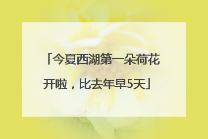 今夏西湖第一朵荷花开啦，比去年早5天