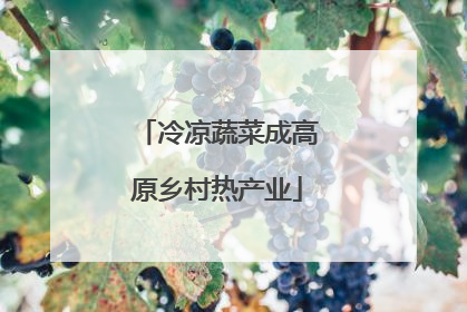 冷凉蔬菜成高原乡村热产业