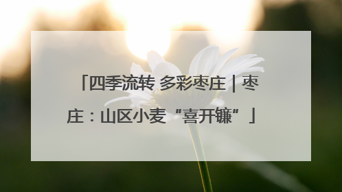 四季流转 多彩枣庄｜枣庄：山区小麦“喜开镰”