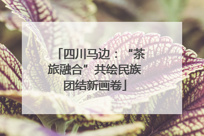 四川马边：“茶旅融合”共绘民族团结新画卷