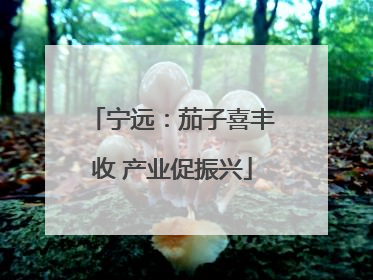 宁远：茄子喜丰收 产业促振兴