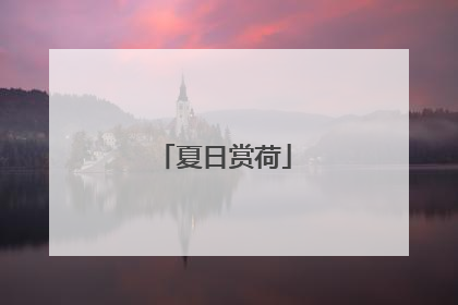 夏日赏荷