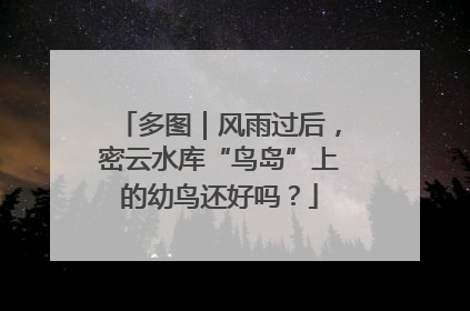 多图｜风雨过后，密云水库“鸟岛”上的幼鸟还好吗？