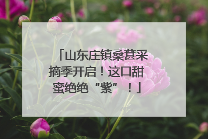 山东庄镇桑葚采摘季开启！这口甜蜜绝绝“紫”！