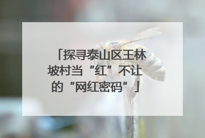 探寻泰山区王林坡村当“红”不让的“网红密码”