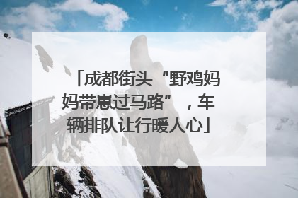 成都街头“野鸡妈妈带崽过马路”，车辆排队让行暖人心