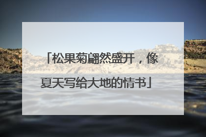 松果菊翩然盛开，像夏天写给大地的情书