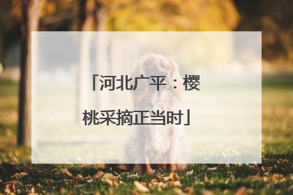 河北广平：樱桃采摘正当时