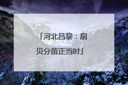 河北昌黎：扇贝分苗正当时