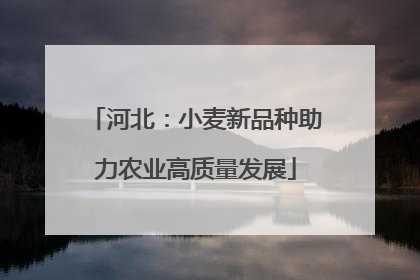河北：小麦新品种助力农业高质量发展
