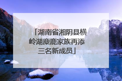 湖南省湘阴县横岭湖麋鹿家族再添三名新成员