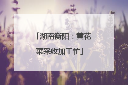 湖南衡阳：黄花菜采收加工忙