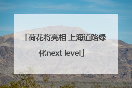 荷花将亮相 上海道路绿化next level