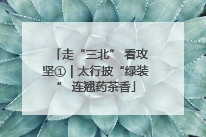 走“三北” 看攻坚①｜太行披“绿装” 连翘药茶香