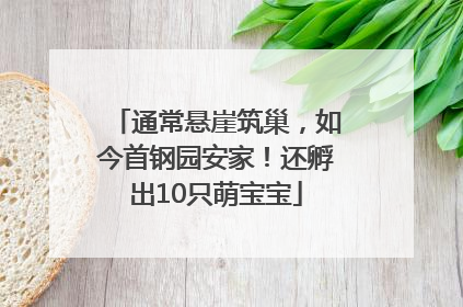 通常悬崖筑巢，如今首钢园安家！还孵出10只萌宝宝