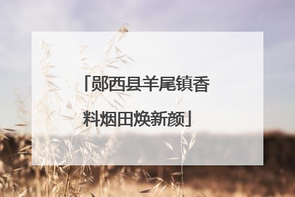 郧西县羊尾镇香料烟田焕新颜