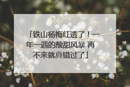 铁山杨梅红透了！一年一遇的酸甜风暴 再不来就真错过了