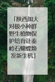 陕西加大对极小种群野生植物保护培育让秦岭石蝴蝶焕发新生机