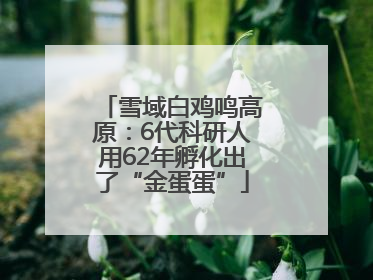 雪域白鸡鸣高原：6代科研人用62年孵化出了“金蛋蛋”